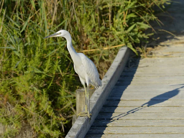 Little egret on a wooden walkway (Egretta garzetta) in the Camargue is a natural region located south of Arles, France, between the Mediterranean Sea and the two arms of the Rhne delta