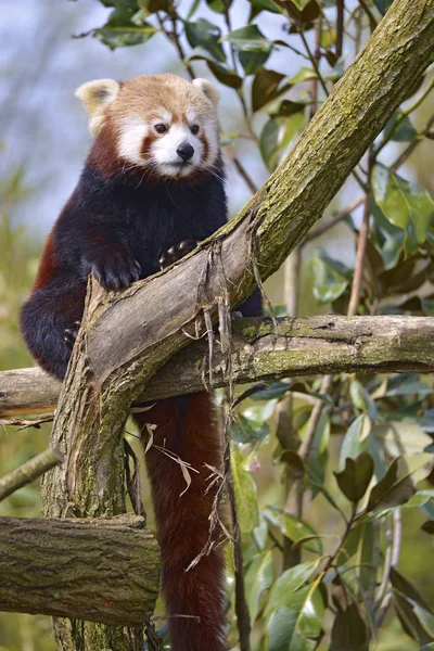 Red Panda Ailurus Fulgens Perched Branch Tree — Stock Photo, Image