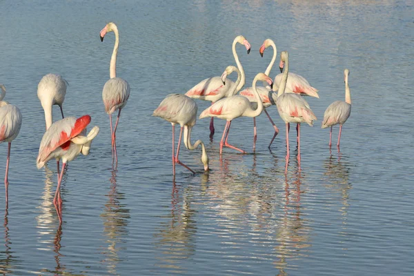 Grupo Flamencos Phoenicopterus Ruber Agua Camarga Una Región Natural Situada —  Fotos de Stock