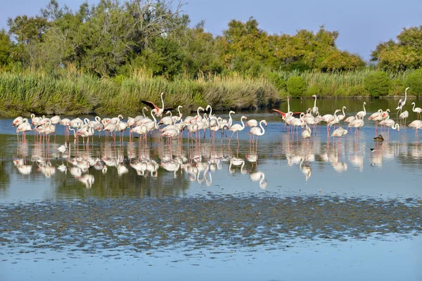 Group Flamingos Phoenicopterus Ruber Water Big Reflection Camargue Natural Region — Stock Photo, Image