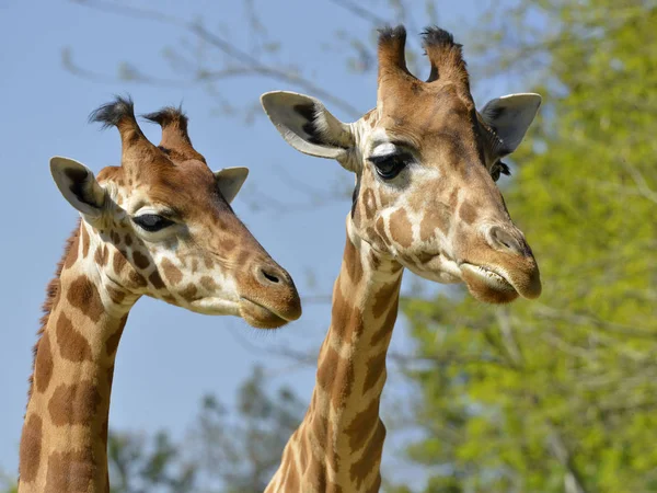 Closeup Two Giraffes Giraffa Camelopardalis — Stock Photo, Image