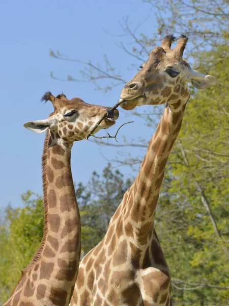 Zbliżenie Dwóch Żyrafy Giraffa Camelopardalis Gałązka — Zdjęcie stockowe