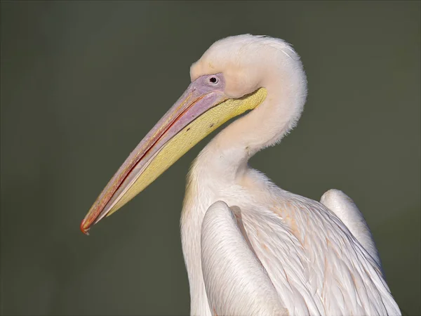 Perfil Retrato Pelicano Branco Pelecanus Onocrotalus — Fotografia de Stock