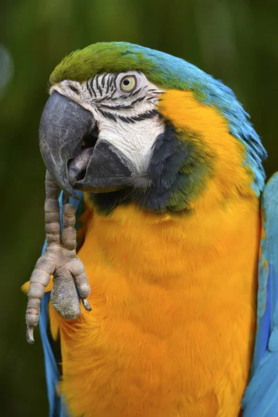 Portrait Gelbbrustara Macaw Blue Gold Macaw Ara Ararauna — Stock Photo, Image