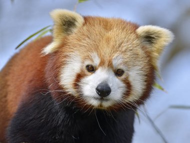Mavi arkaplanda kırmızı panda portresi (Ailurus fulgens)