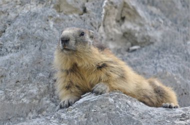 Alp marmot (Marmota marmota) Fransız Alpleri, Savoie bölümünde La Plagne kaya üzerinde yalan