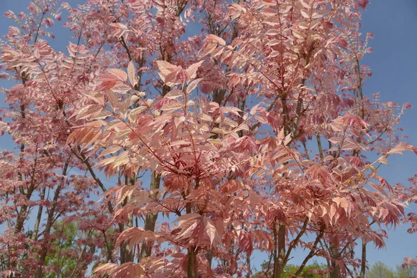 Cedrela Sinensis Toona Sinensis Met Zijn Rode Bladeren — Stockfoto