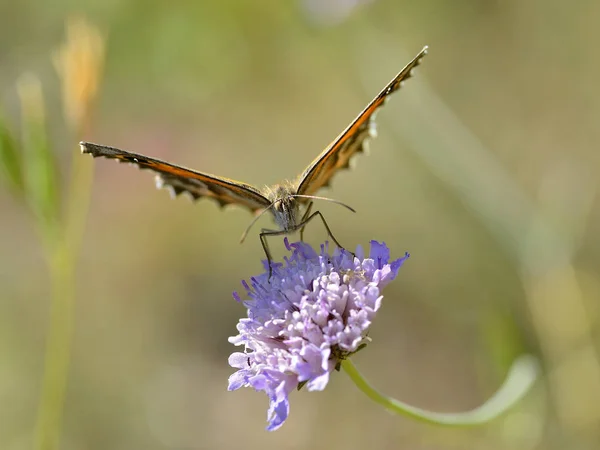 Closeup Butterfly Feeding Knautia Flower Seen Front — Stock Photo, Image