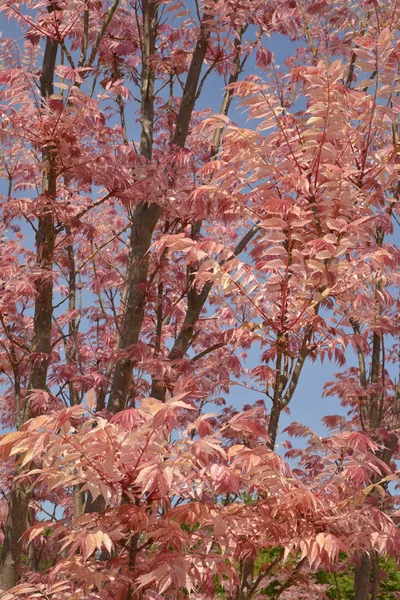 Cedrela Sinensis Toona Sinensis Κόκκινα Φύλλα — Φωτογραφία Αρχείου