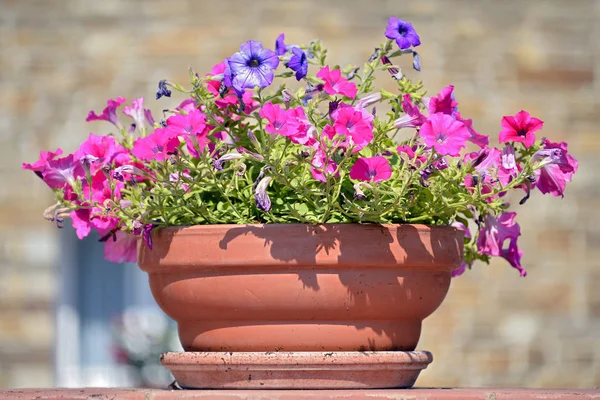 Purple Blue Petunias Ground Pot — Stock Photo, Image