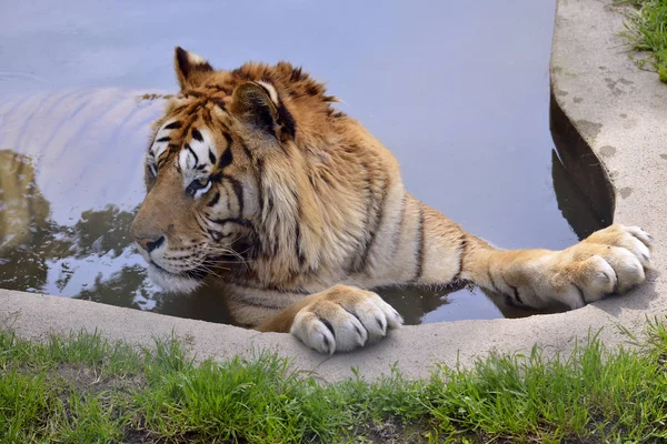 Vértes Tigris Panthera Tigris Fürdés Tóban — Stock Fotó