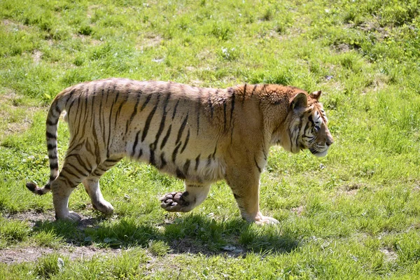 Tiger Panthera Tigris Closeup Fűben Sétált Profilból — Stock Fotó