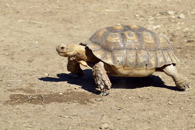 Afrika Mahmuzlu Kaplumbağa veya sulcata kaplumbağasının (Centrochelys sulcata) profilden görülmesi ve yerde yürümesinin yakınçekimi