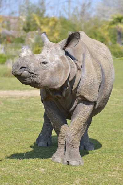 Closeup Indian Rhinoceros Rhinoceros Unicornis Seen Front — Stock Photo, Image