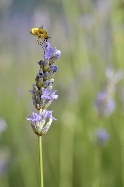 Bombylius Flight Feeding Lavender Flower — Stock Photo, Image