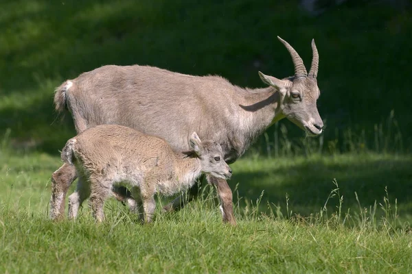 Perfil Feminino Ibex Alpino Capra Ibex Seu Filho Nas Montanhas — Fotografia de Stock