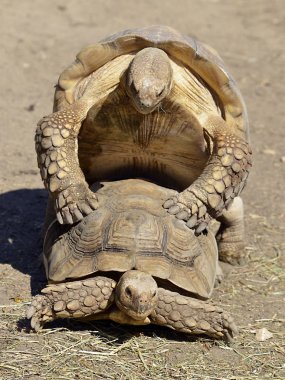 Afrika Mahmuzlu Kaplumbağalar veya sulcata kaplumbağalarının (Centrochelys sulcata) önden görülen miyetemi