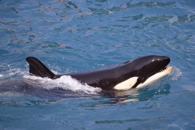 Katil balina (Orcinus orca) mavi suda yüzen ağız açma