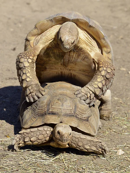 Mating African Spurred Tortoises Sulcata Tortoises Centrochelys Sulcata Seen Front — Stock Photo, Image