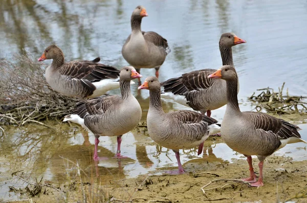 Group Greylag Geese Anser Anser Domesticus Bank Pond — Stock Photo, Image