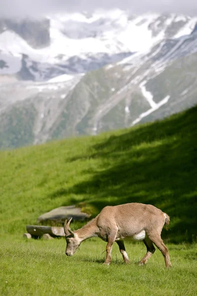 Профиль Самки Альпийского Горного Козла Capra Ibex Горах Альп Окрестностей — стоковое фото
