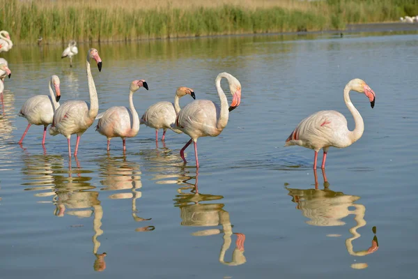 Group Flamingos Phoenicopterus Ruber Walking Water Big Reflection Camargue Natural — Stock Photo, Image