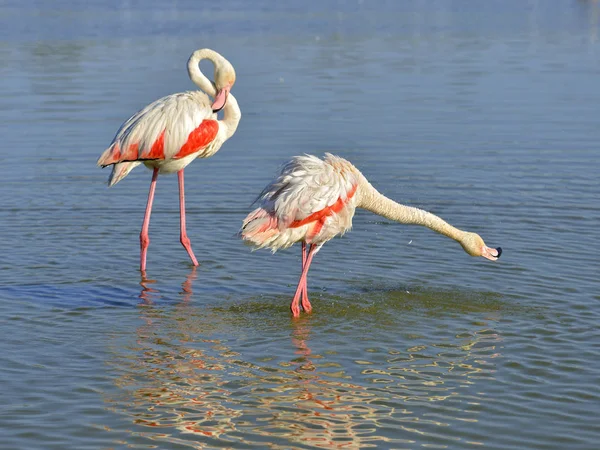 Dos Lamingos Agua Phoenicopterus Ruber Los Cuales Uno Con Cuello —  Fotos de Stock