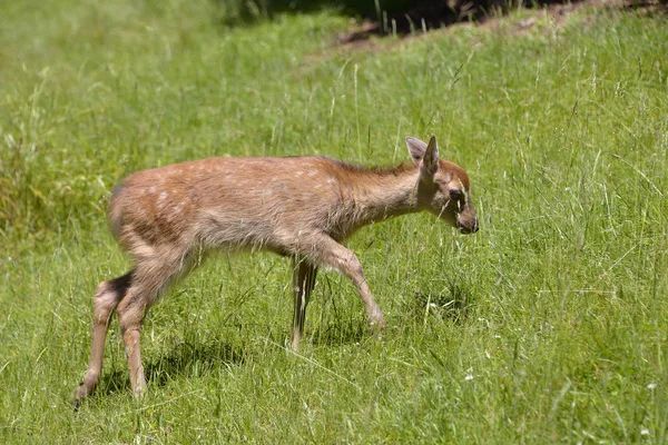 Fawn Dovhjort Dama Dama Promenader Fantastiska Örterna — Stockfoto