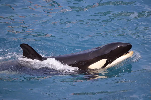 Wieloryb Killer Orcinus Orca Otwarcie Usta Pływanie Niebieskiej Wodzie — Zdjęcie stockowe