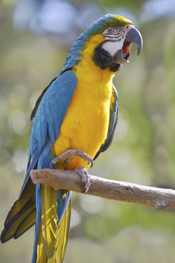 Gelbbrustara macaw or blue-and-gold macaw (Ara ararauna) on wood perch viewed from profil with the open beak clipart