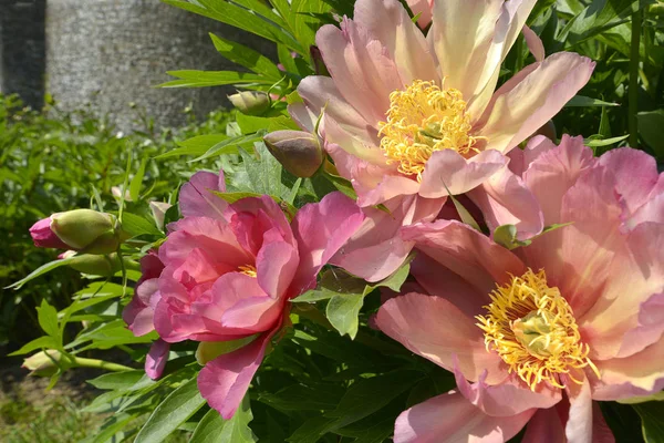 Närbild Apelsin Kinesiska Pioner Blommor Paeonia Auktor — Stockfoto