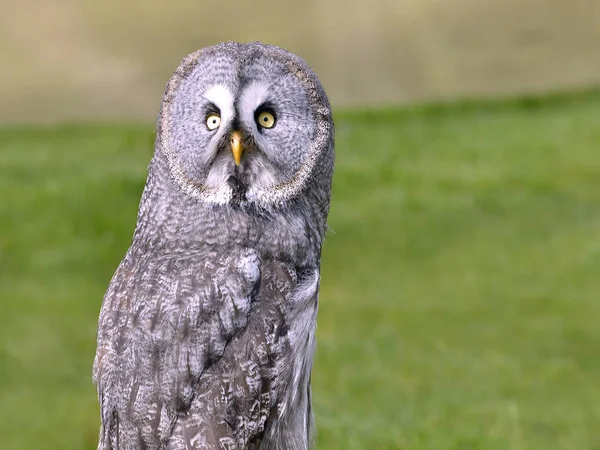 Portret Wielkiej Szarej Sowy Lub Wielki Szary Sowa Strix Nebulosa — Zdjęcie stockowe