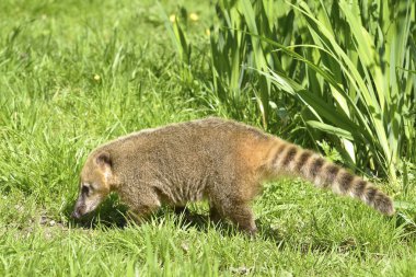 Güney Amerika Coati, veya Ring kuyruklu Coati (Nasua nasua) çim profilden görülen