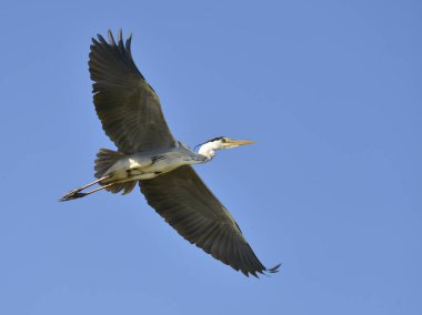 Gri ot (Ardea cinerea) uçuş tke mavi arka plan üzerinde aşağıdan görülen, Camargue doğal bir bölge Arles güneyinde bulunan, Fransa, Akdeniz ve Rhne deltasının iki kolu arasında