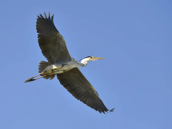 Grey Heron Ardea Cinerea Flight Seen Tke Blue Background Camargue — Stock Photo, Image