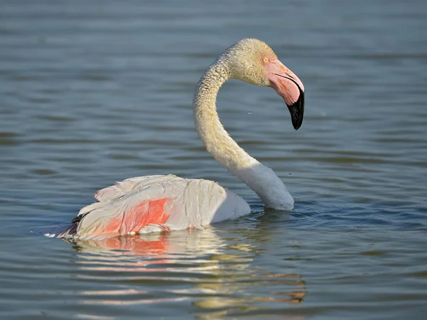 在卡马格 火烈鸟 Phuenicopterus Ruber 在水中沐浴 是位于法国阿尔勒以南地中海和 Rhne 三角洲两臂之间的一个自然区域 — 图库照片