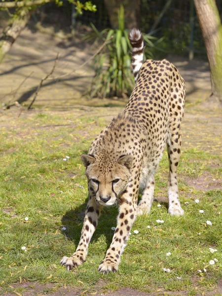 Closeup Frente Cheetah Africano Acinonyx Jubatus Alongamento — Fotografia de Stock