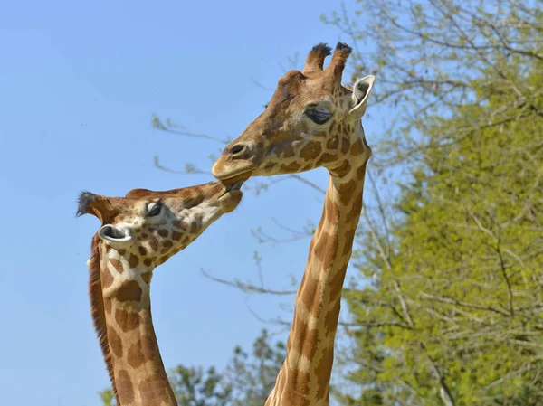 Girafas Close Giraffa Camelopardalis Beijando Uns Aos Outros — Fotografia de Stock