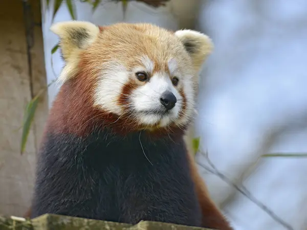Portrait Red Panda Ailurus Fulgens Blue Sky Background — Stock Photo, Image