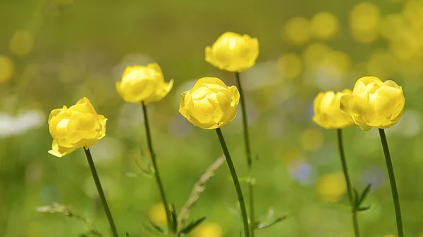 Gros Plan Globeflowers Trollius Europaeus Dans Les Montagnes Des Alpes — Photo