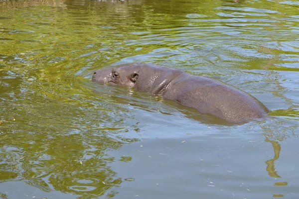 Pygmy Nijlpaard Choeropsis Liberiensis Hexaprotodon Liberiensis Water — Stockfoto