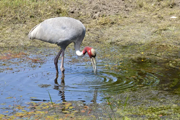 Grues Sarus Antigone Antigone Dans Étang — Photo