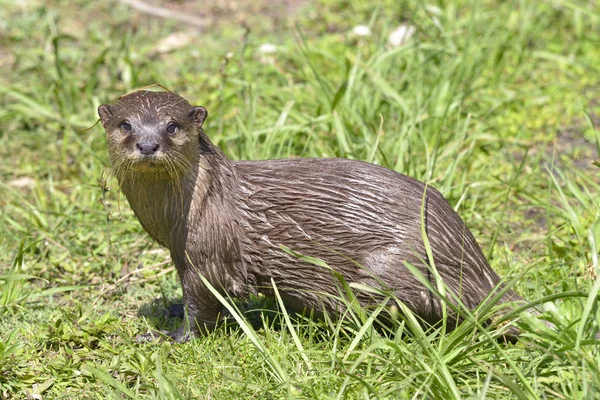 Closeup Lontra Garras Pequenas Aonyx Cinerea Grama — Fotografia de Stock