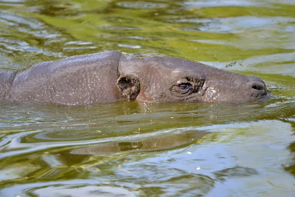 Zbliżenie Hipopotama Pigmeja Choeropsis Liberiensis Lub Hexaprotodon Liberiensis Wodzie — Zdjęcie stockowe