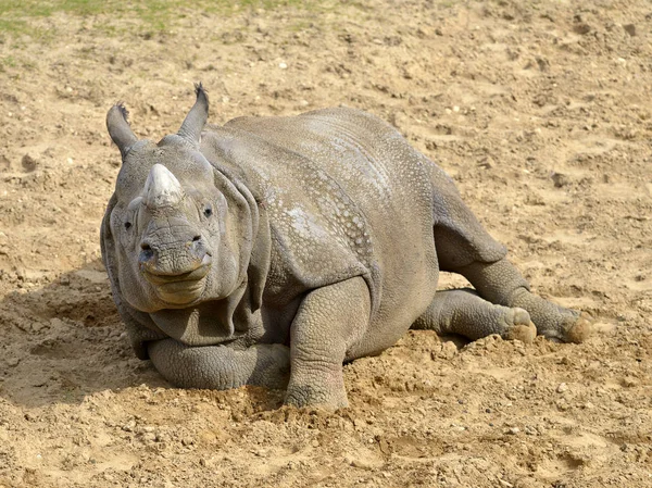 Indisches Nashorn Rhinoceros Unicornis Auf Dem Boden Liegend — Stockfoto