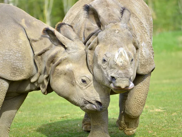 Gros Plan Deux Rhinocéros Indiens Rhinoceros Unicornis Tête Contre Tête — Photo