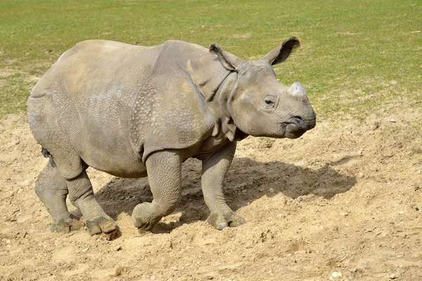 Indian Rhinoceros Rhinoceros Unicornis Walking Ground Viewed Profile — Stock Photo, Image