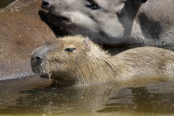 Närbild Profilen Capybara Hydrochoerus Hydrochaeris Vatten Bredvid Tapir — Stockfoto