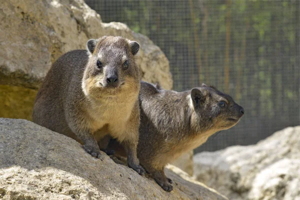 Two Rock Hyrax Procavia Capensis Also Called Dassies Stone — Stock Photo, Image