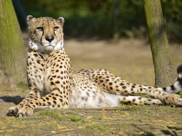 Closeup African Cheetah Acinonyx Jubatus Lying Ground — Stock Photo, Image